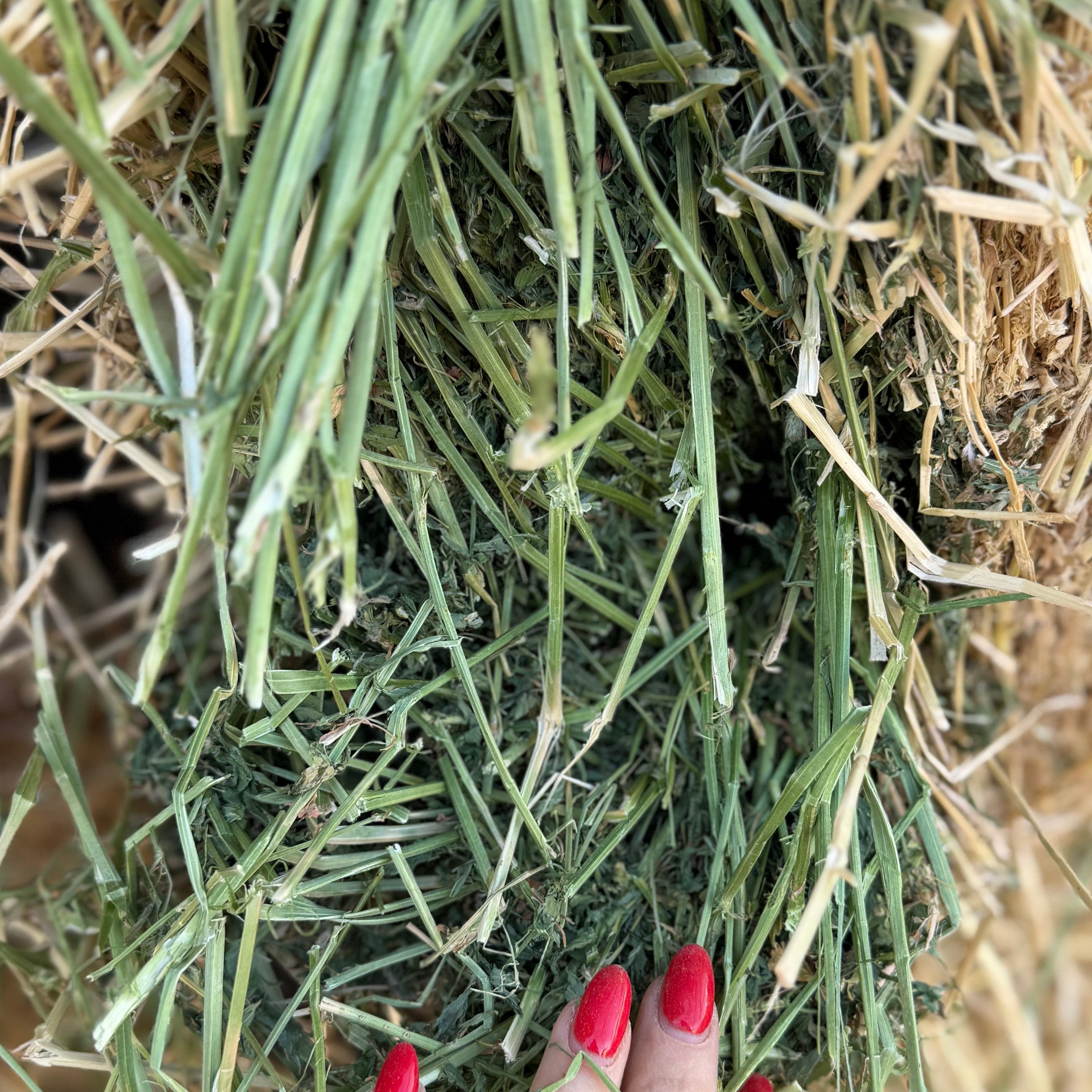 Alfalfa Livestock $12.50