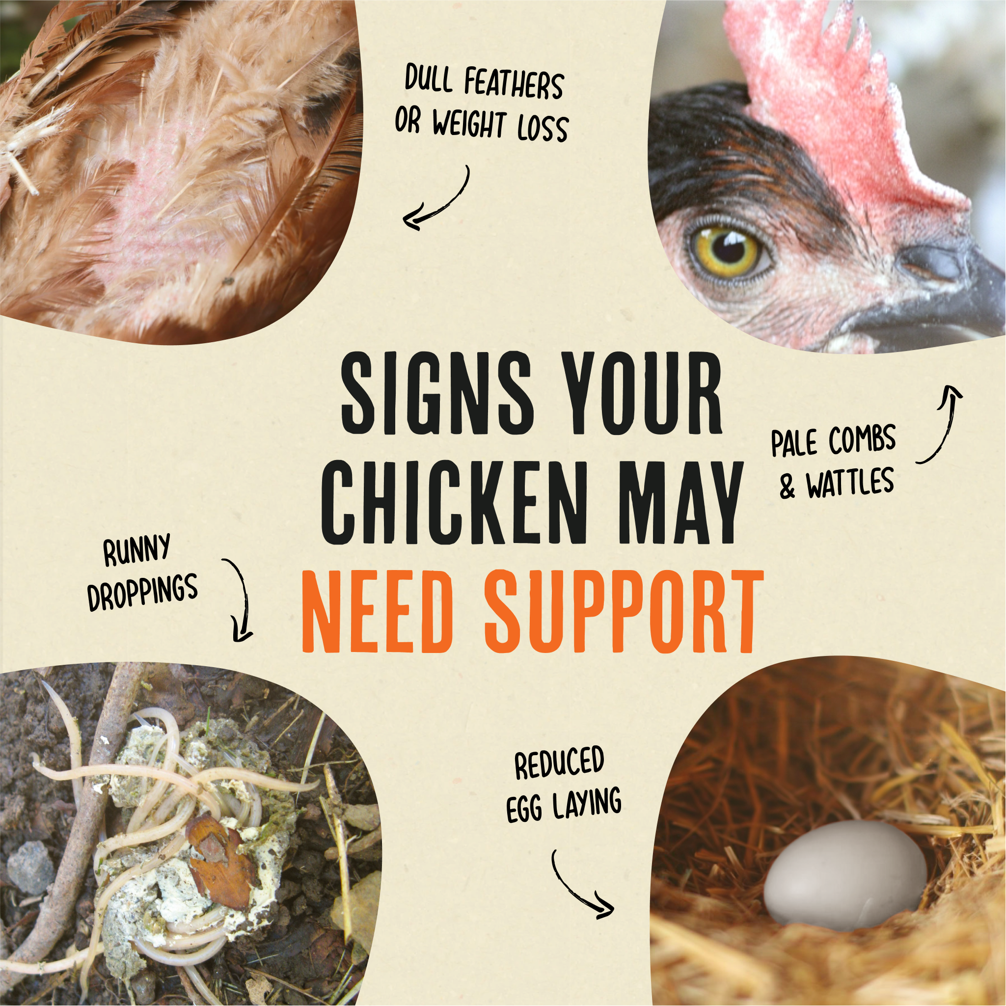 Flock Armor | Daily Chicken Dewormer | Flock Gut Support