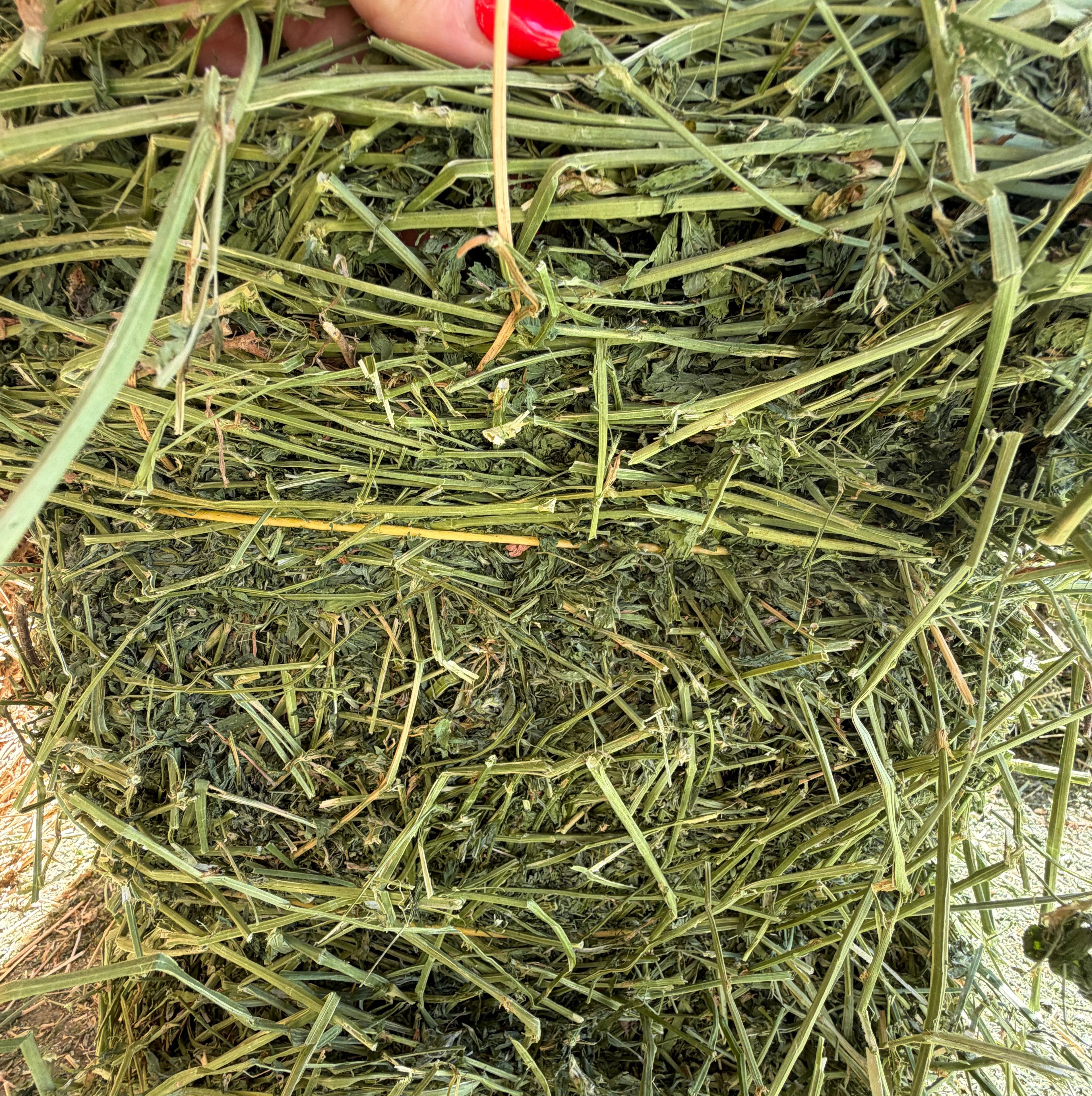 #2 Alfalfa $14.50