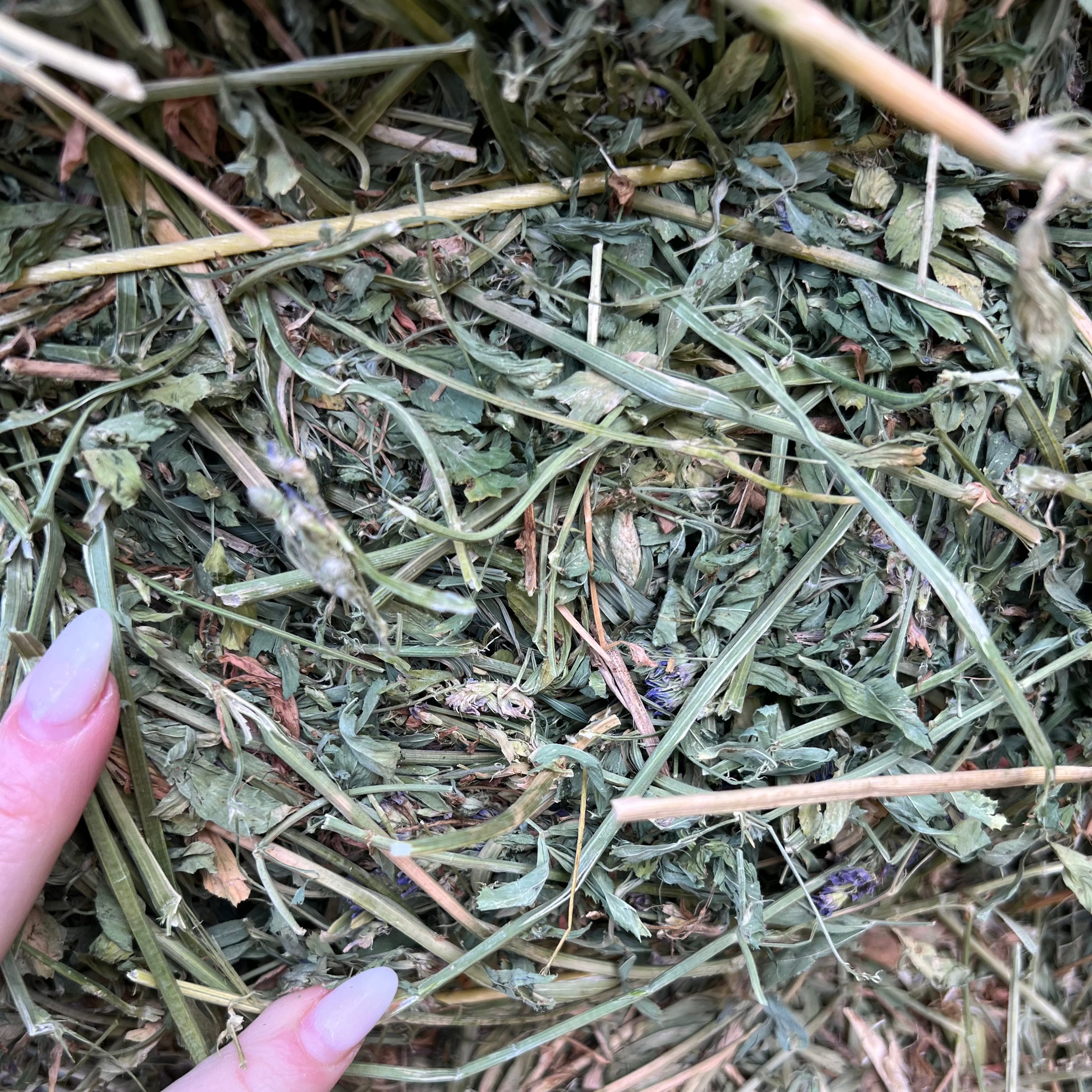 Alfalfa $16.50