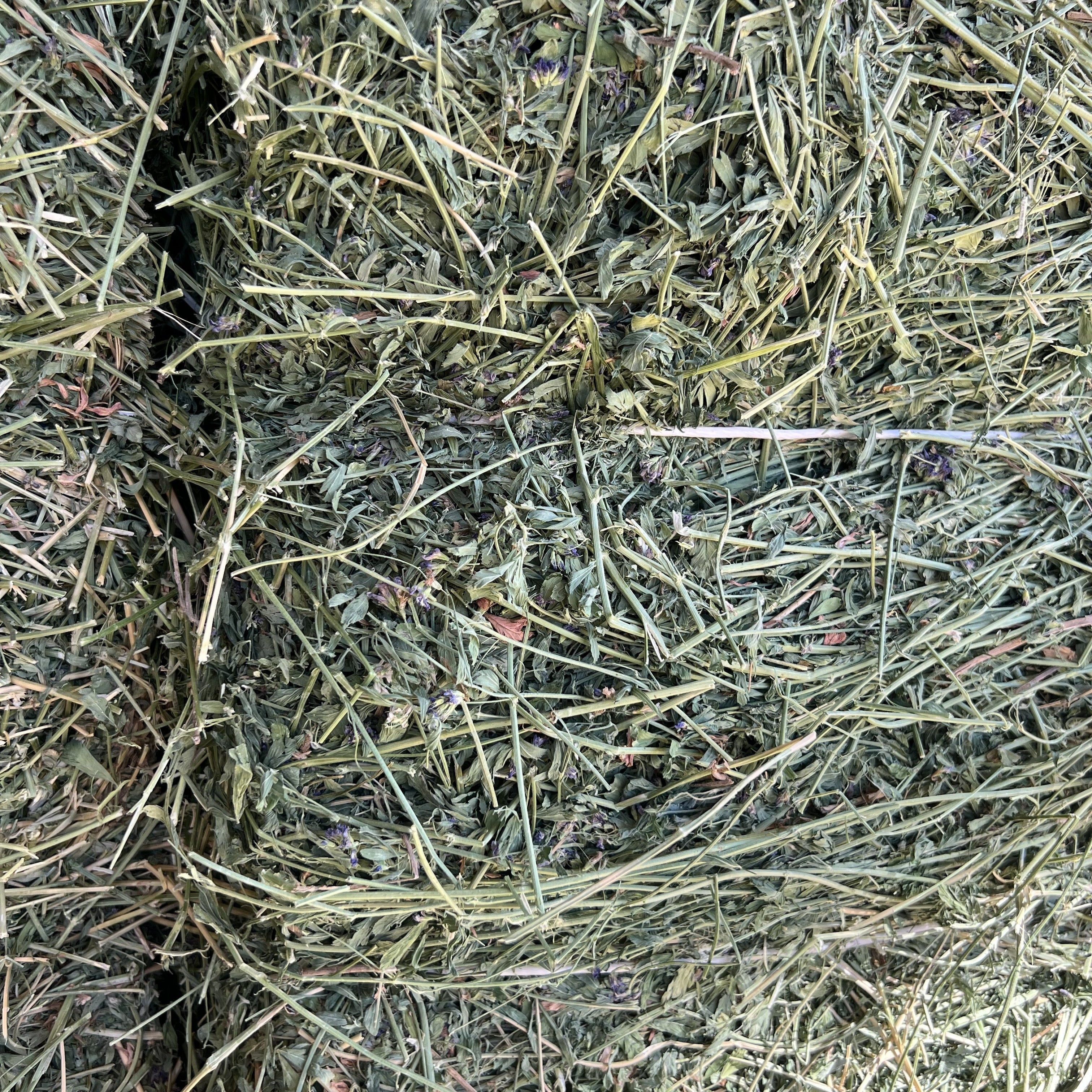 Alfalfa Horse Hay #1 Squeeze - Local Delivery