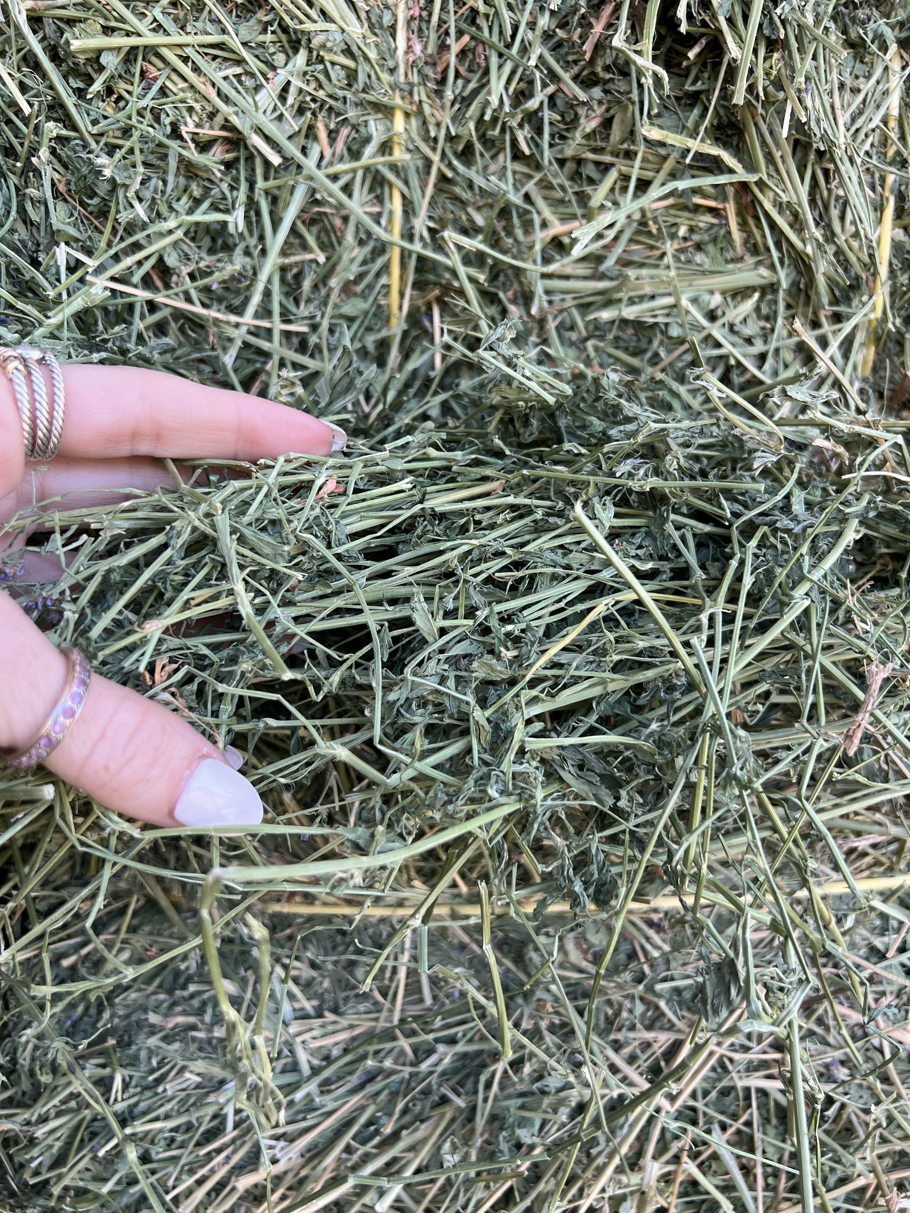 Alfalfa Horse Hay #1 Squeeze - Local Delivery