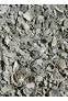 Oyster Shell 50#