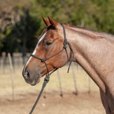 Cashel - Flat Braid halter & 9' Leadrope