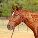Cashel - Econo Rope Halter & 8-foot Leadrope