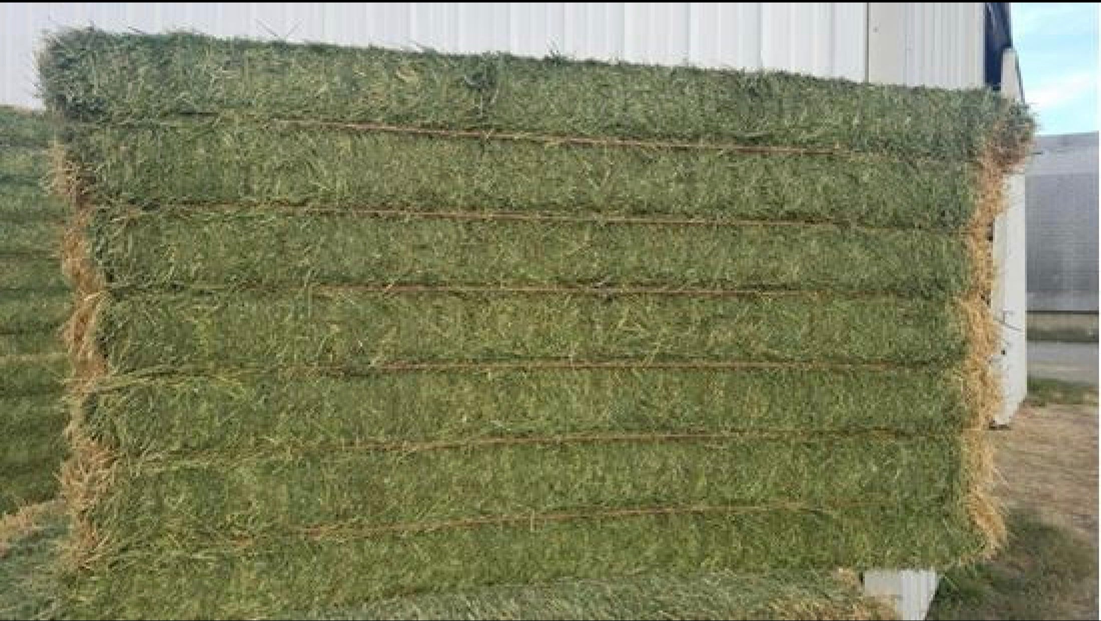 Bermuda Big Bales $150