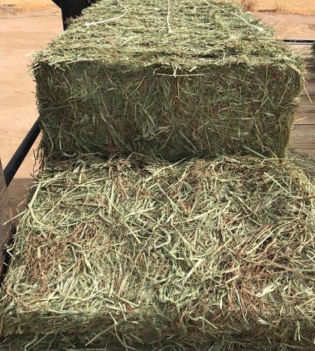 Paca Verde $15.50